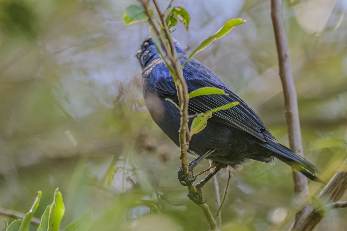 Diademed Tanager - Amed Hernández