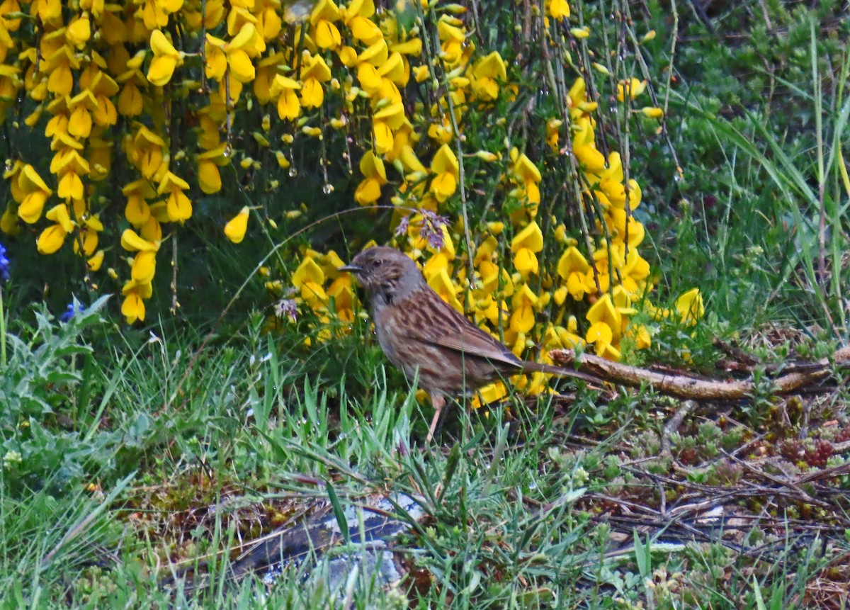 Dunnock - Francisco Javier Calvo lesmes