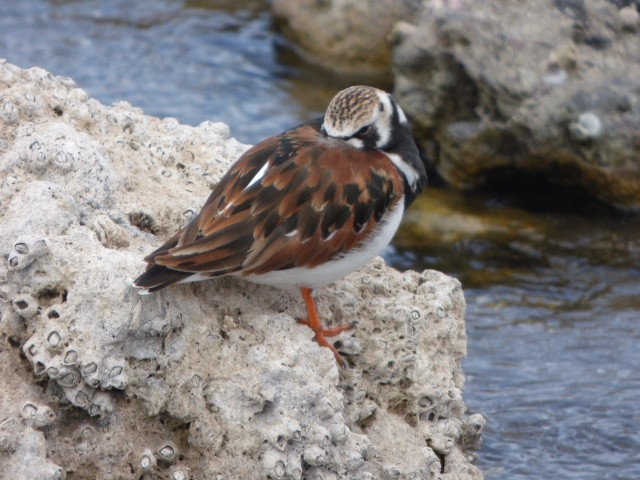 Ruddy Turnstone - Rob Emery