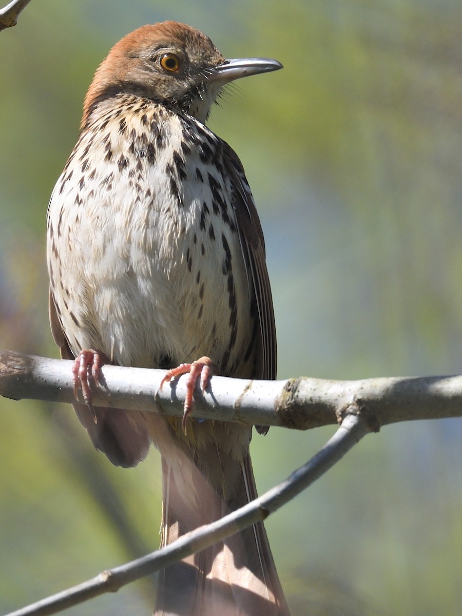 Brown Thrasher - Colin Fisher