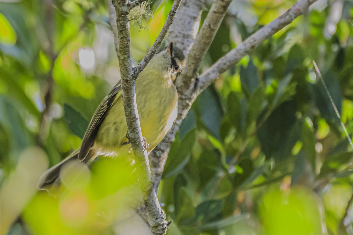 Mottle-cheeked Tyrannulet - Amed Hernández