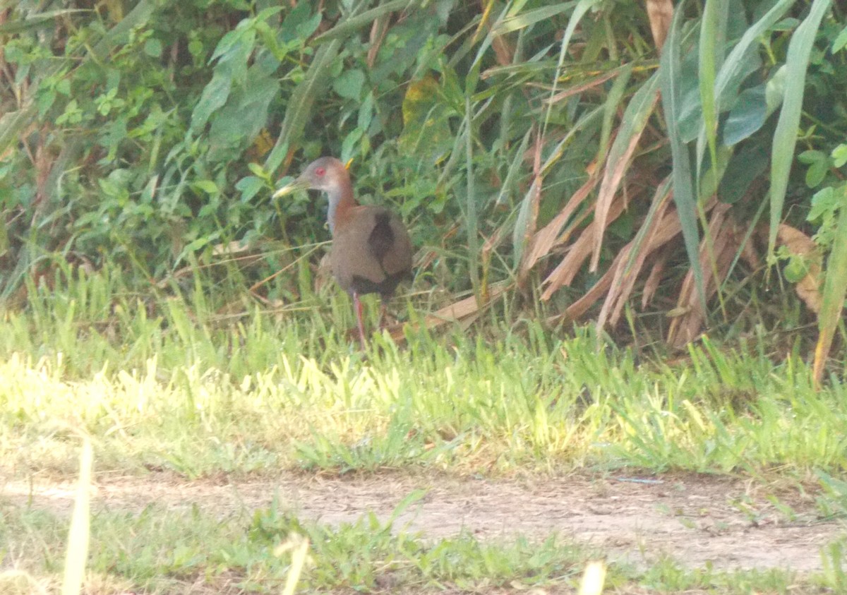 Slaty-breasted Wood-Rail - Nilson Cazorino