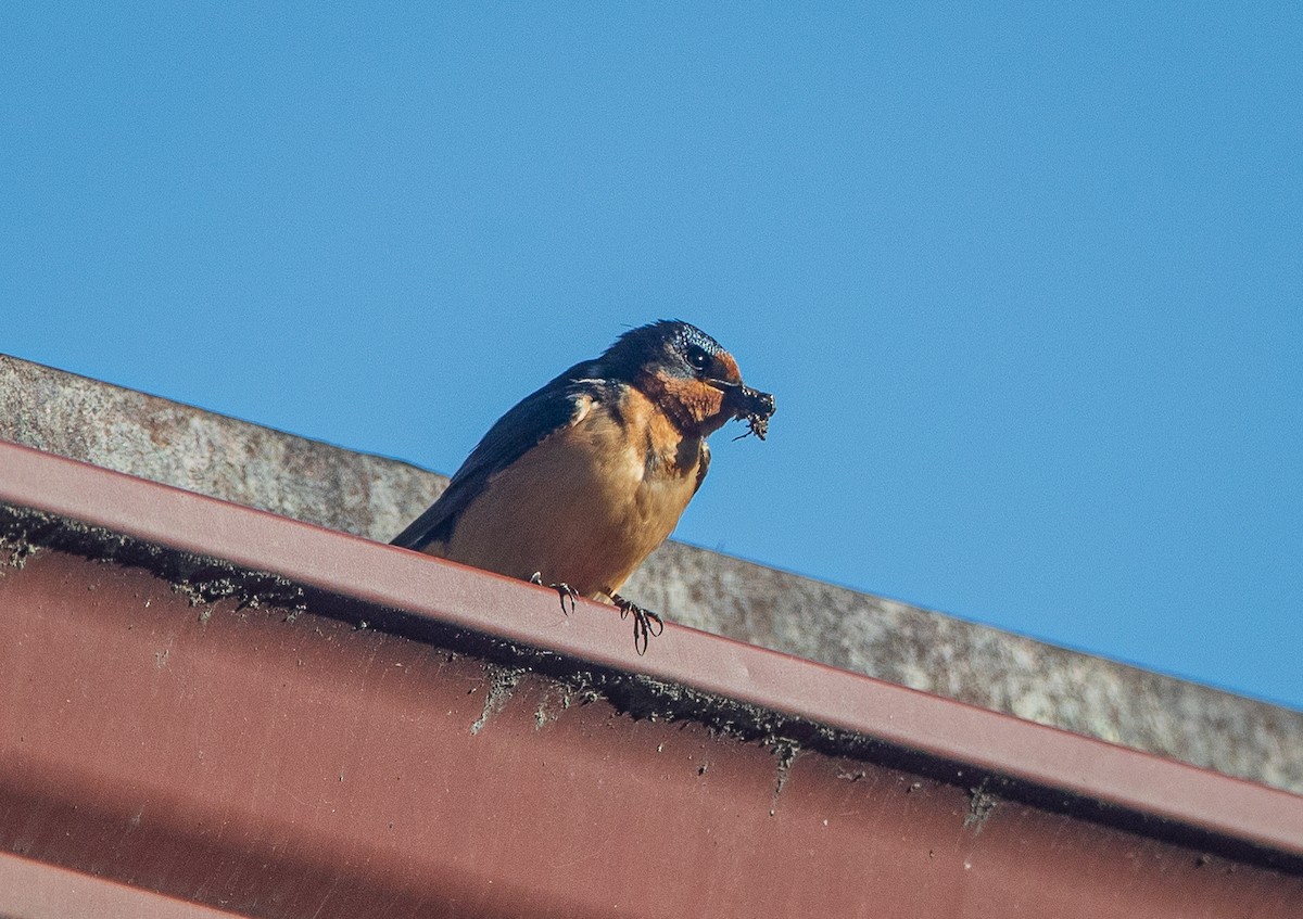 Barn Swallow - bj worth