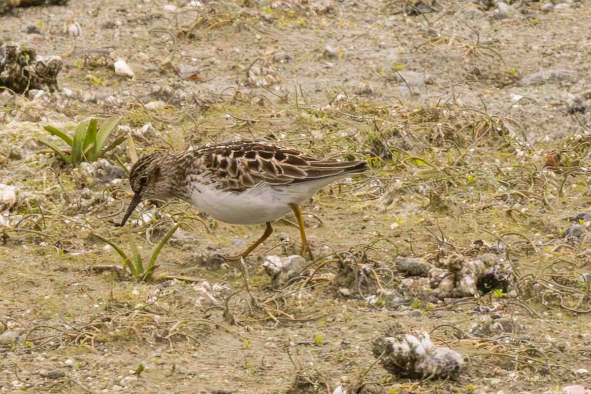 Least Sandpiper - Scott Fischer