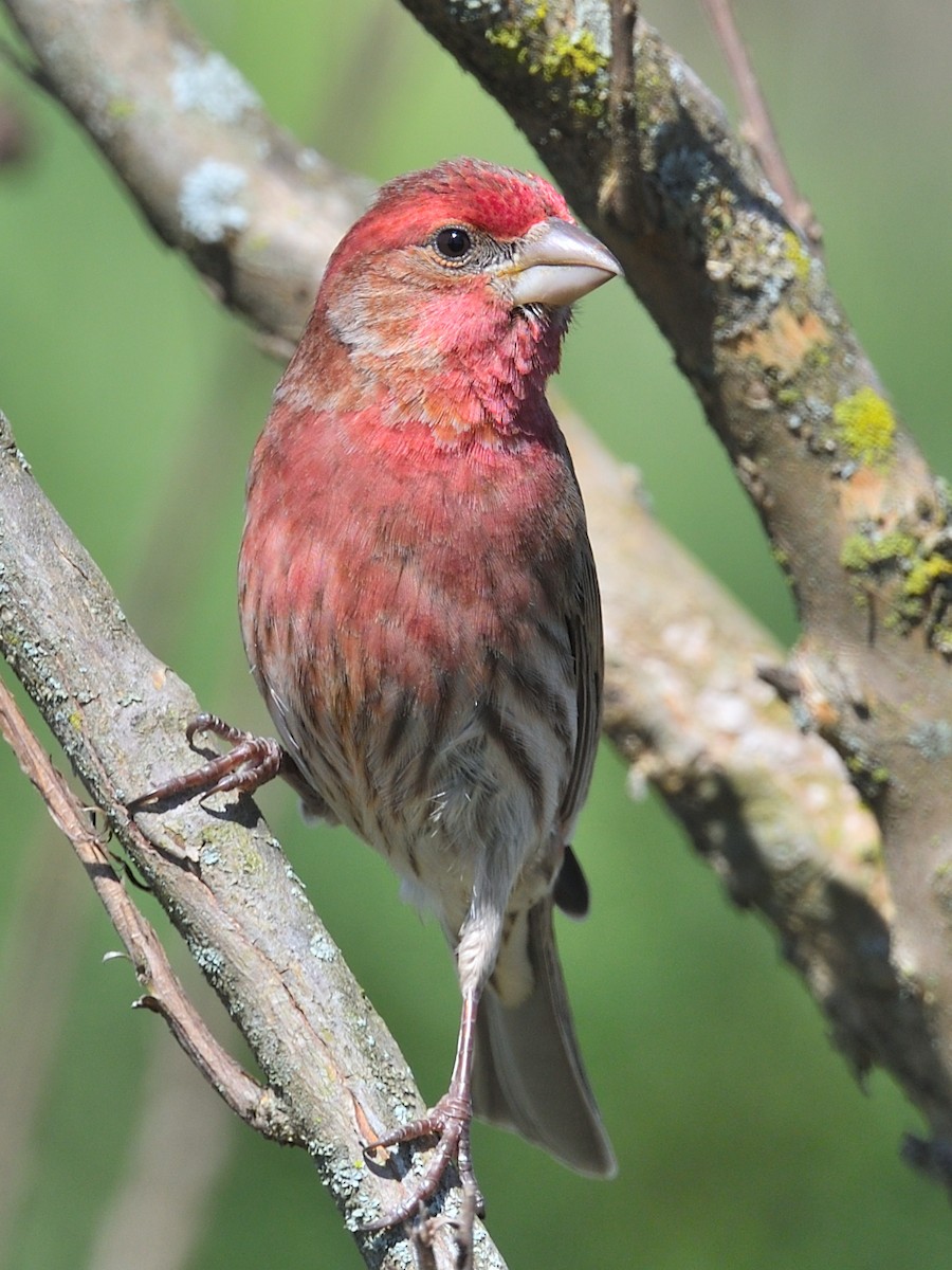 House Finch - Colin Fisher