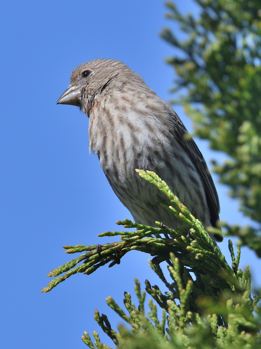 House Finch - Colin Fisher