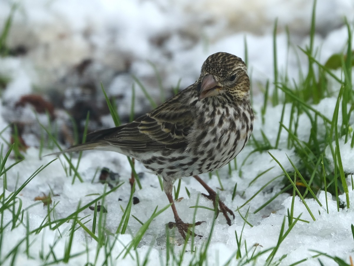 Cassin's Finch - Maggie Ryan