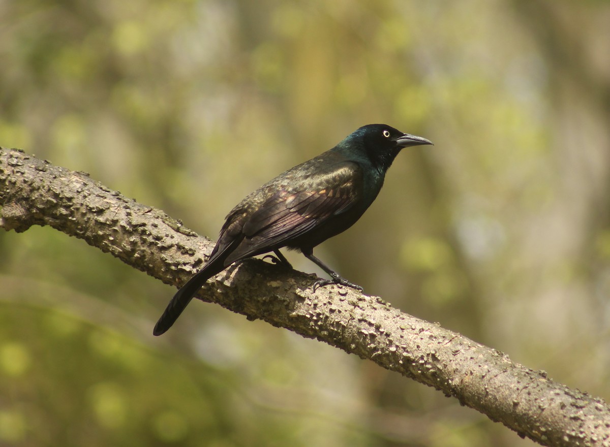 Common Grackle - Stefan Sremac