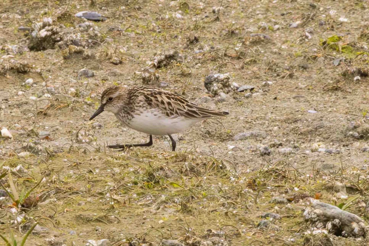 Semipalmated Sandpiper - Scott Fischer