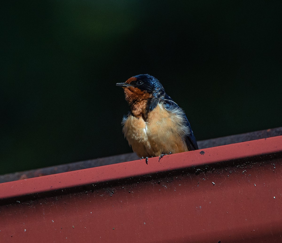 Barn Swallow - bj worth