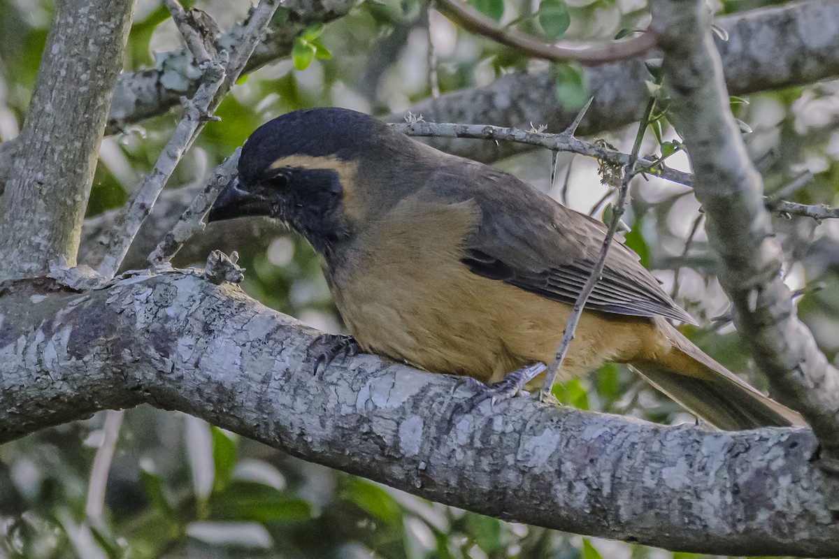 Golden-billed Saltator - Amed Hernández