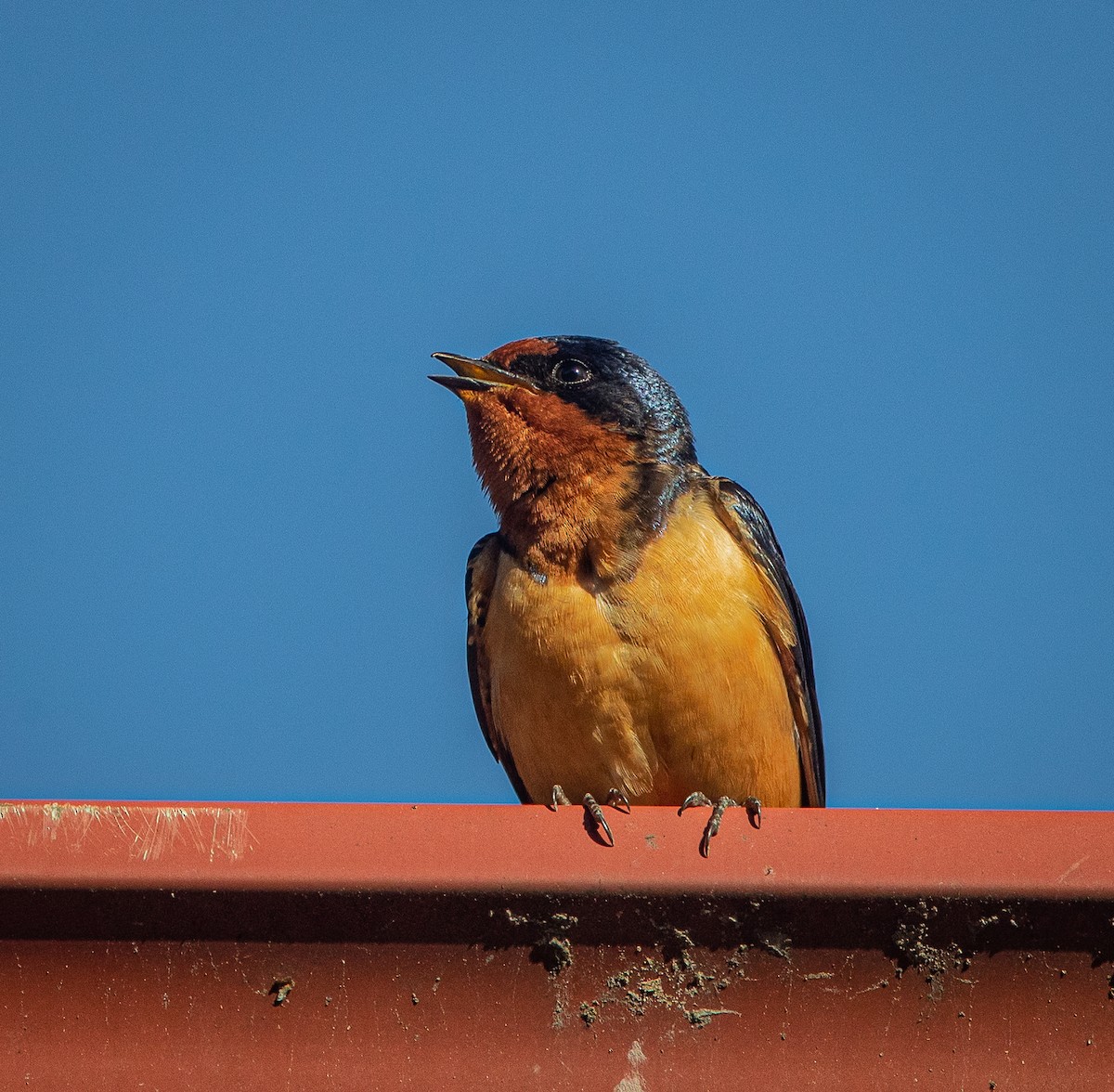 Barn Swallow - bj worth