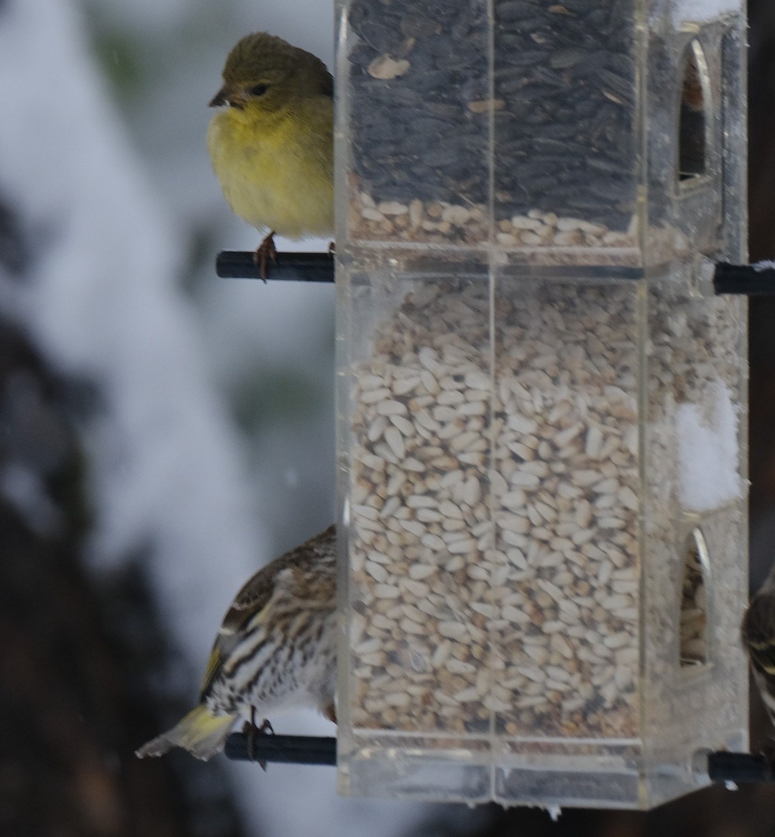 Lesser Goldfinch - ML619501946