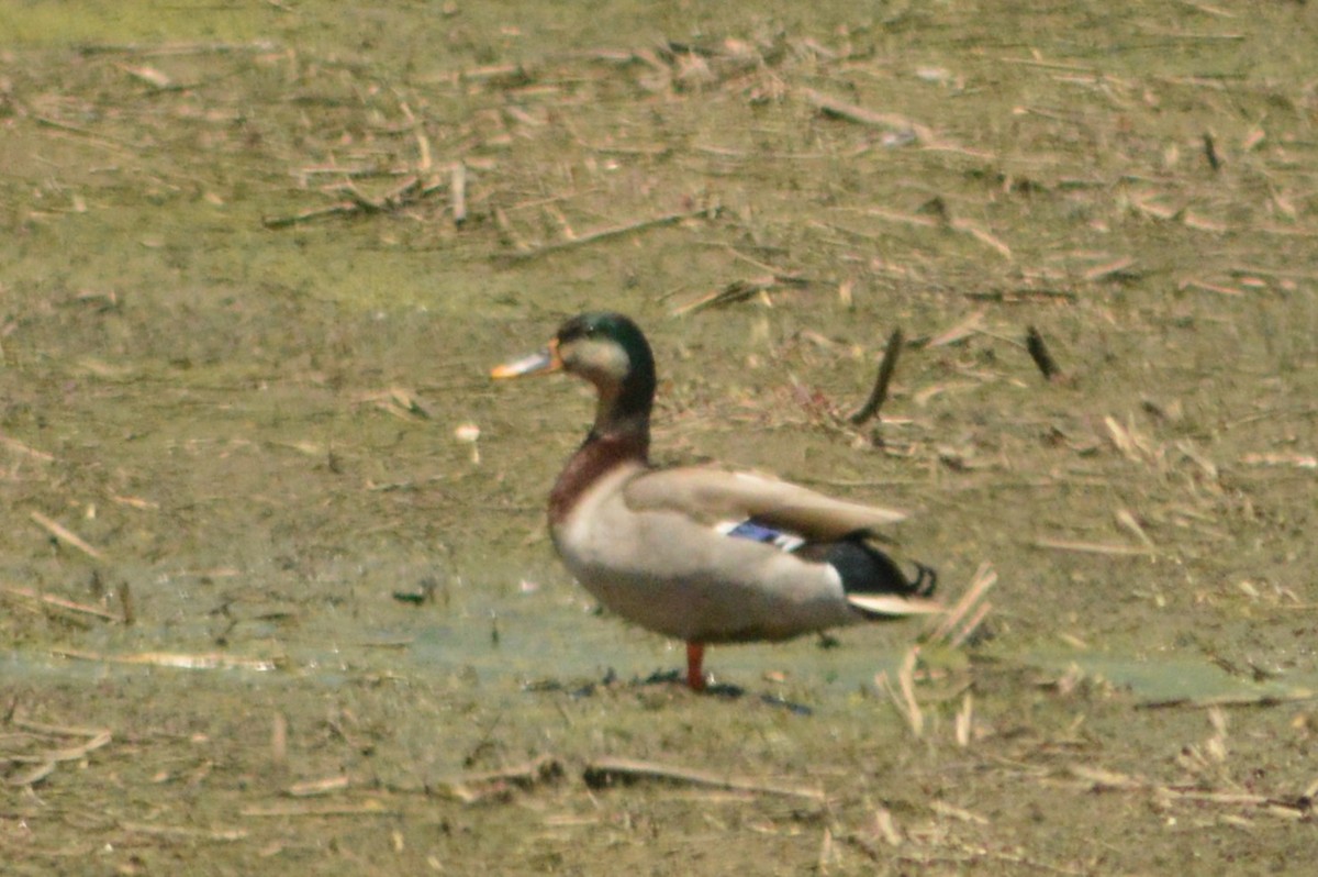 Mallard - Ryan Pudwell