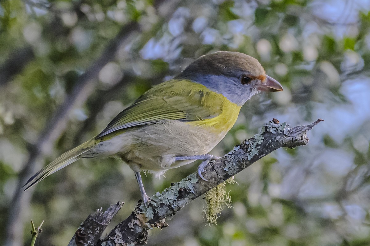 Rufous-browed Peppershrike - Amed Hernández