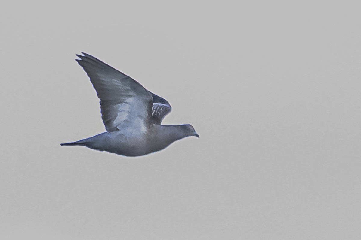 Spot-winged Pigeon - Amed Hernández