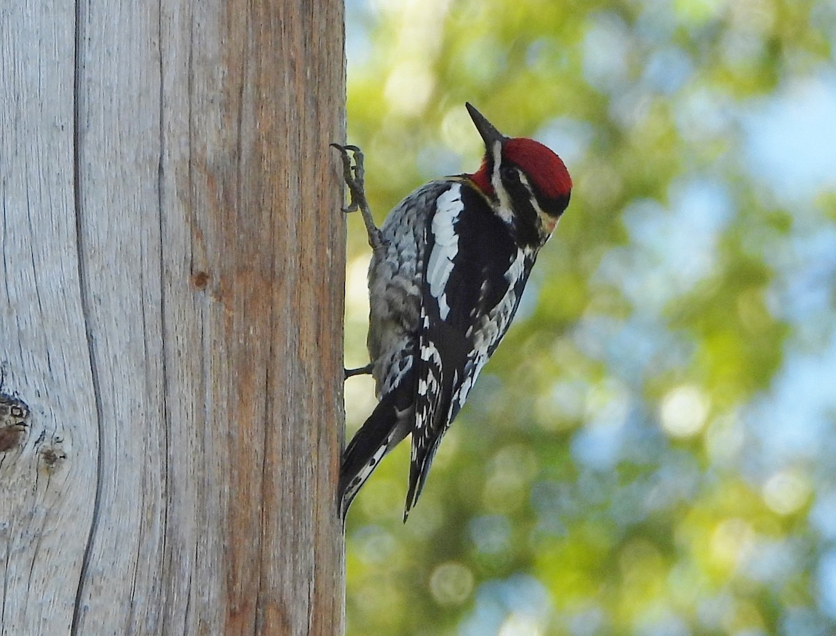 Red-naped Sapsucker - Helen Diakow