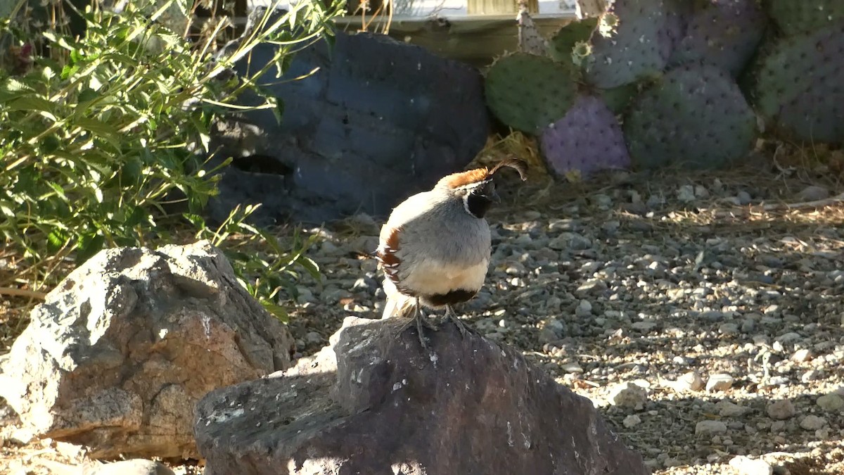 Gambel's Quail - ML619501960