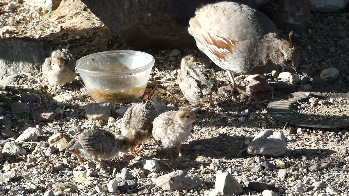 Gambel's Quail - Greg Gillson