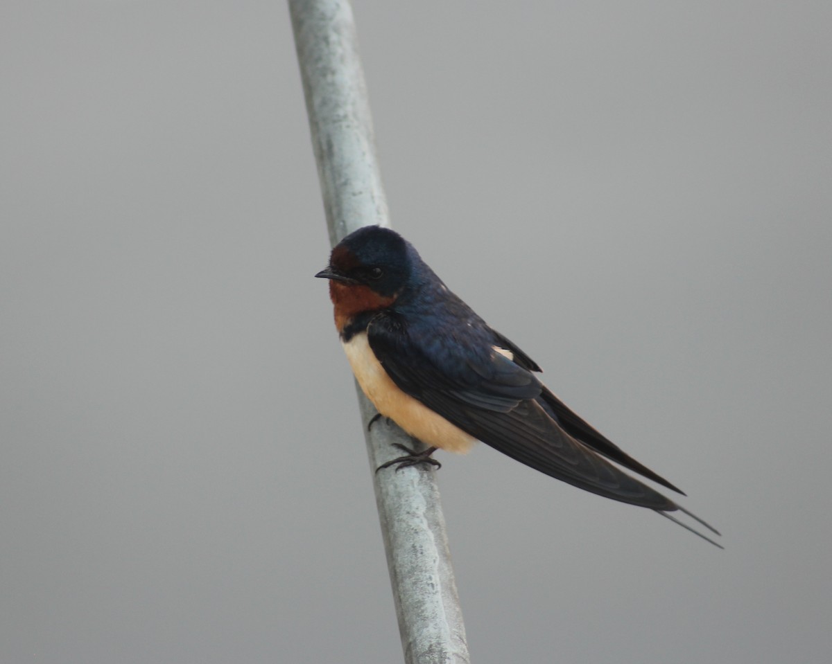 Barn Swallow - Stefan Sremac