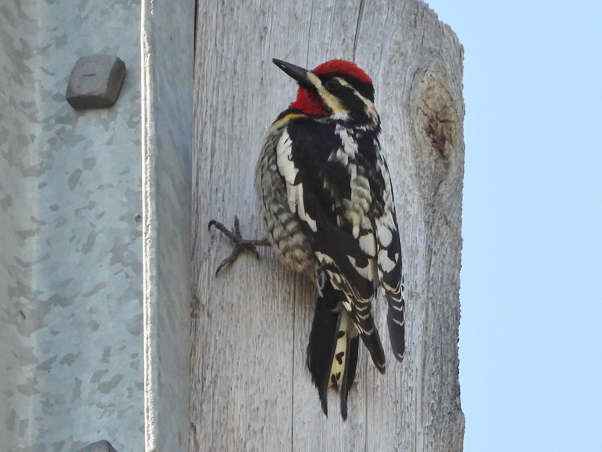 Red-naped Sapsucker - Helen Diakow