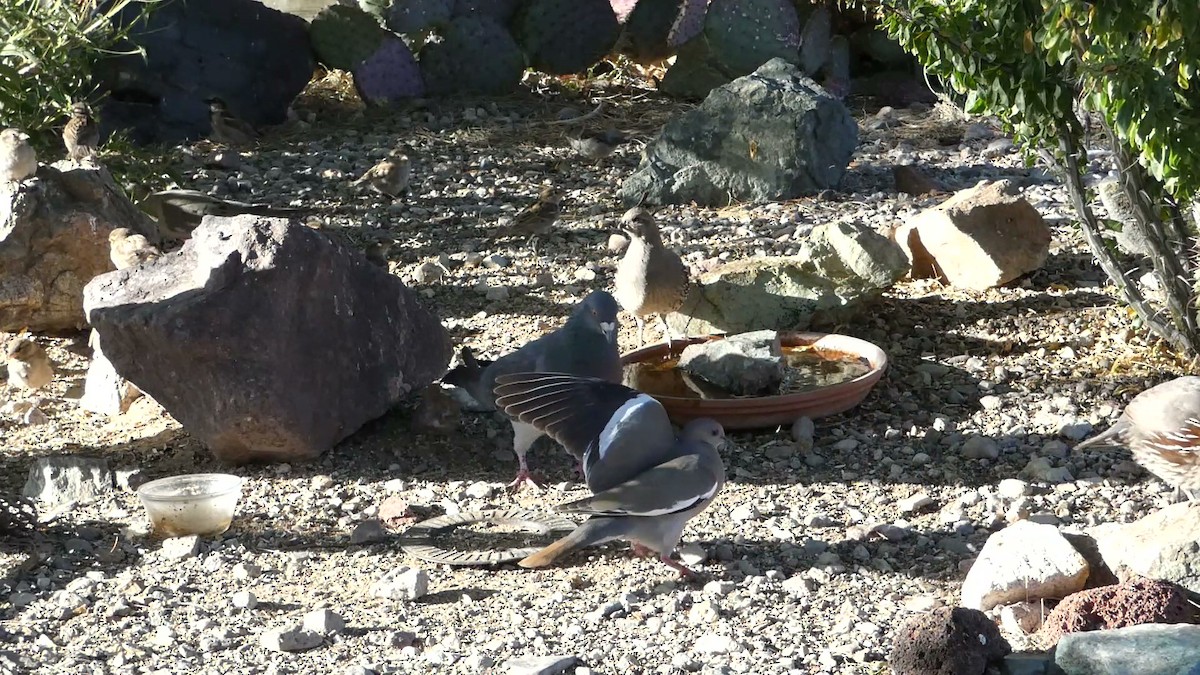 White-winged Dove - Greg Gillson