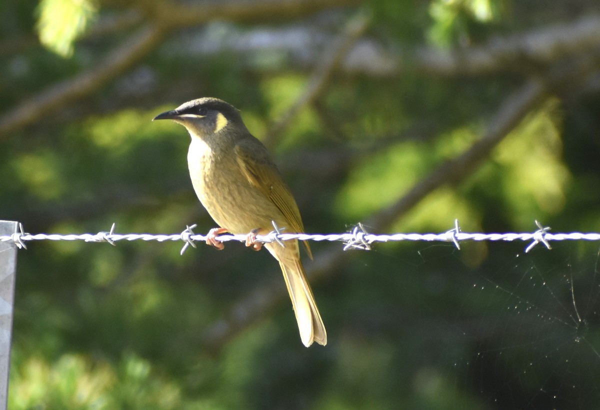 Lewin's Honeyeater - Robyn Falco