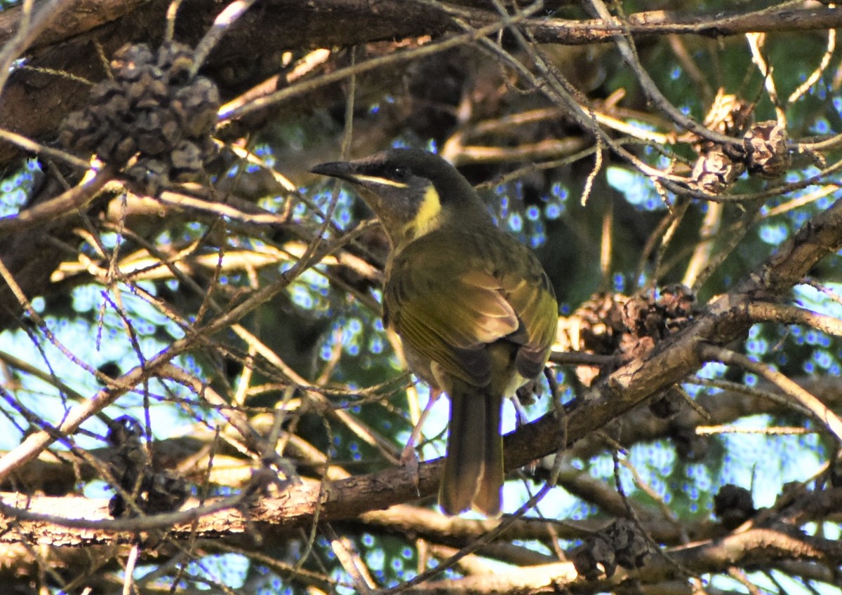 Lewin's Honeyeater - Robyn Falco