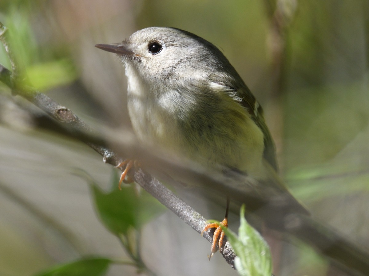 Ruby-crowned Kinglet - Colin Fisher