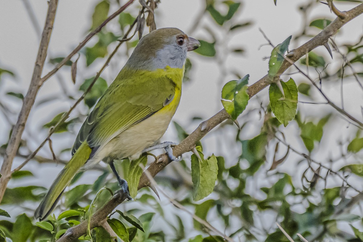 Rufous-browed Peppershrike - Amed Hernández