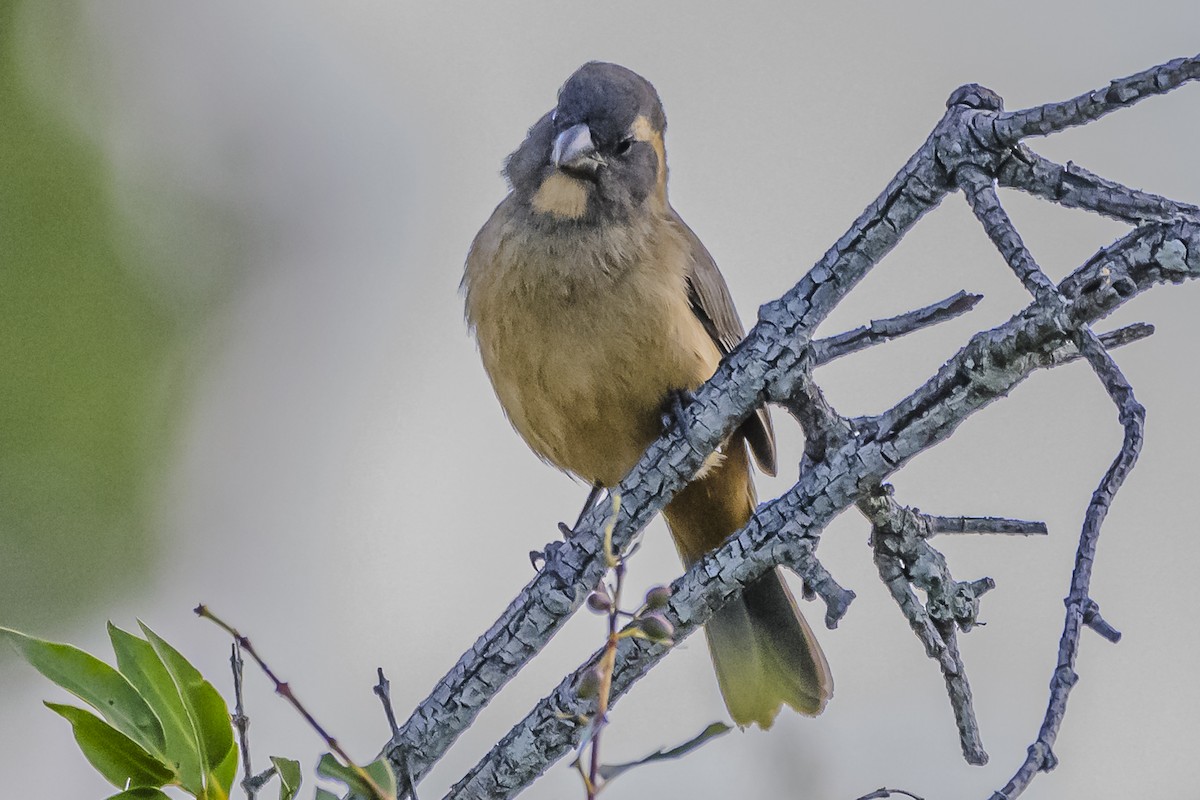 Golden-billed Saltator - Amed Hernández