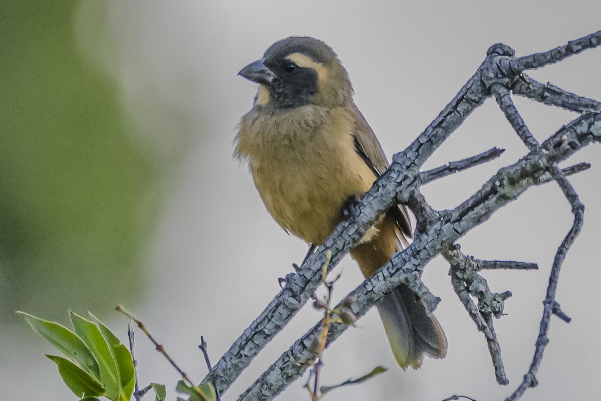 Golden-billed Saltator - Amed Hernández