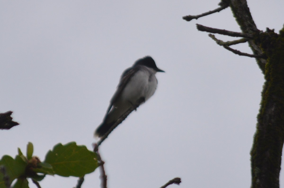 Eastern Kingbird - Ryan Pudwell