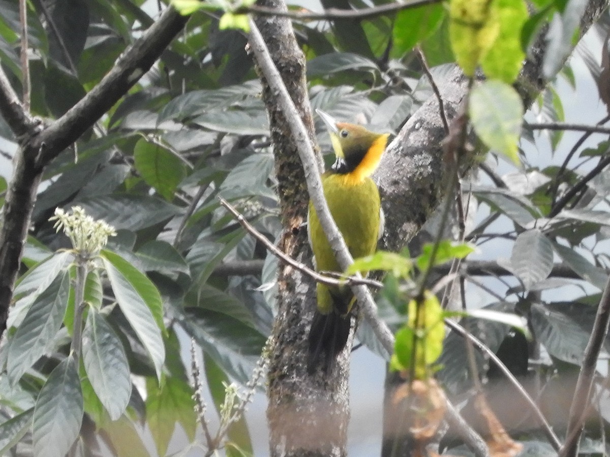 Greater Yellownape - Maureen Blackford