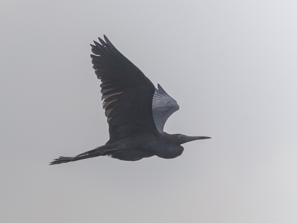 Little Blue Heron - Bruce Aird