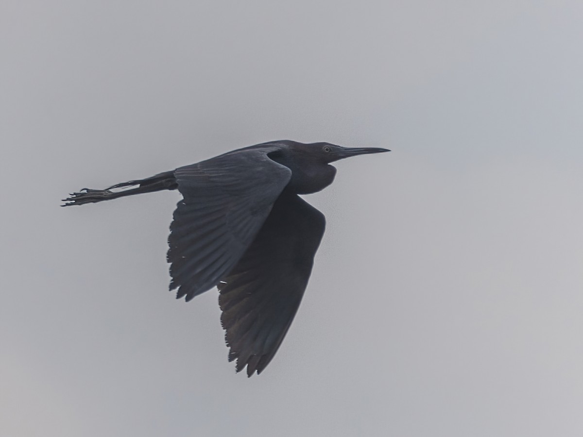 Little Blue Heron - Bruce Aird