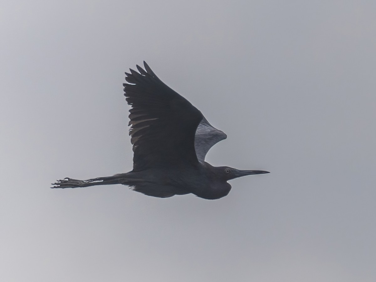 Little Blue Heron - Bruce Aird