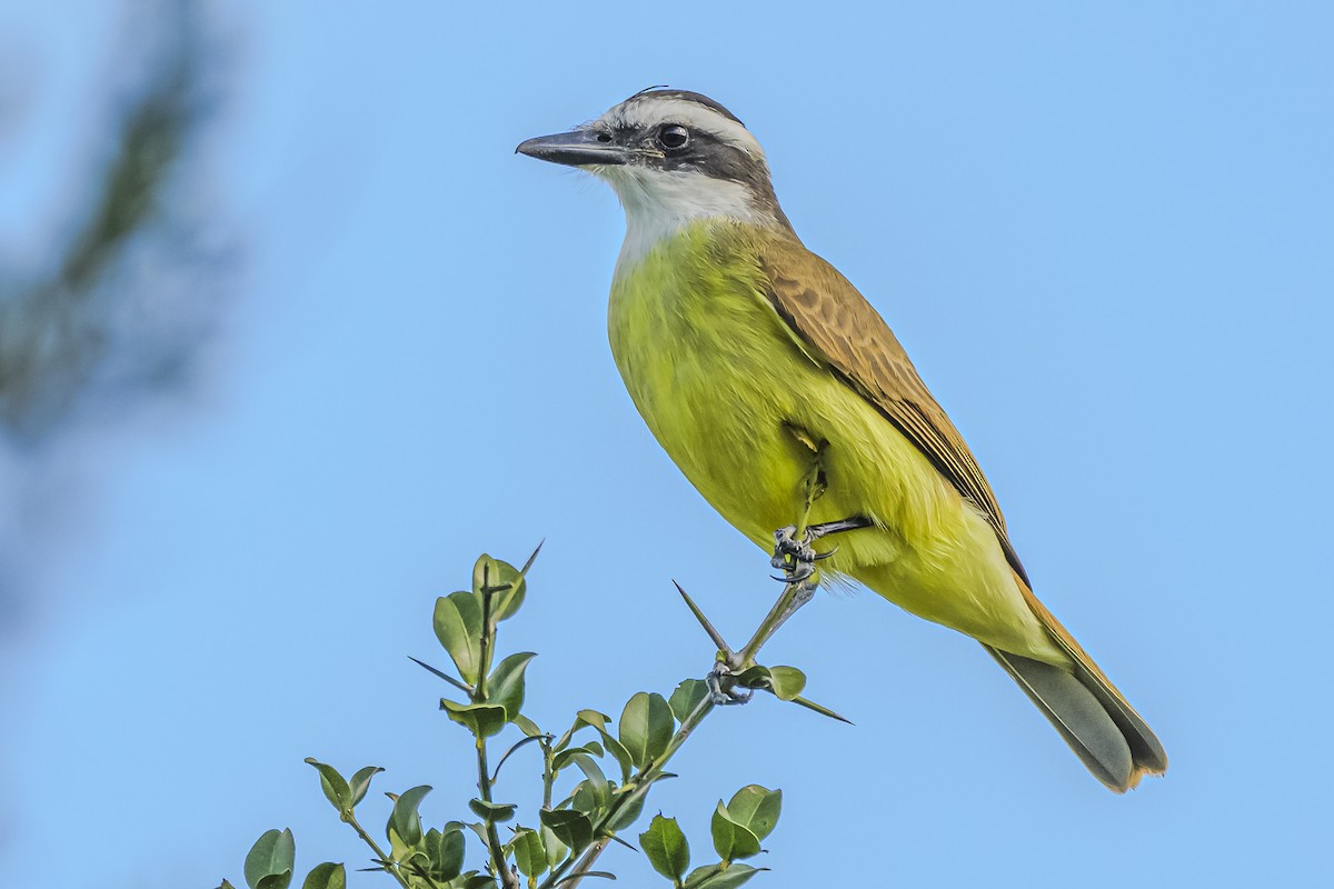 Great Kiskadee - Amed Hernández