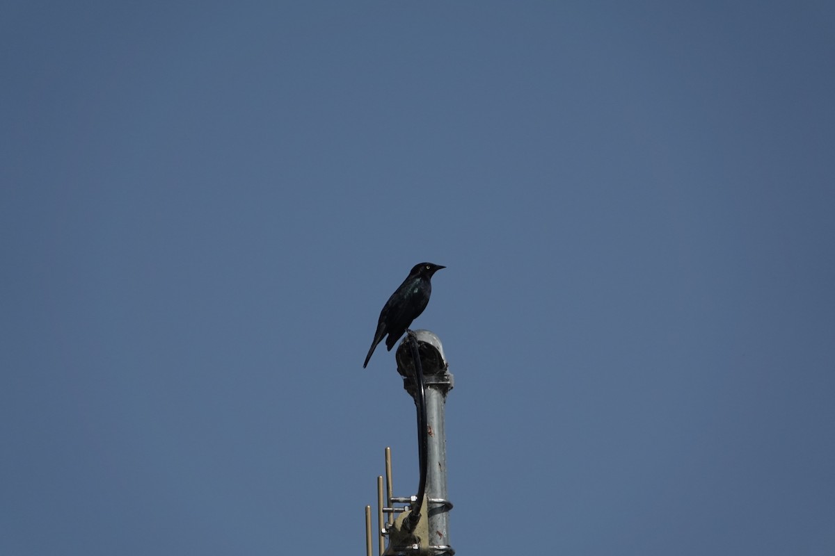 Brewer's Blackbird - Debra Austin