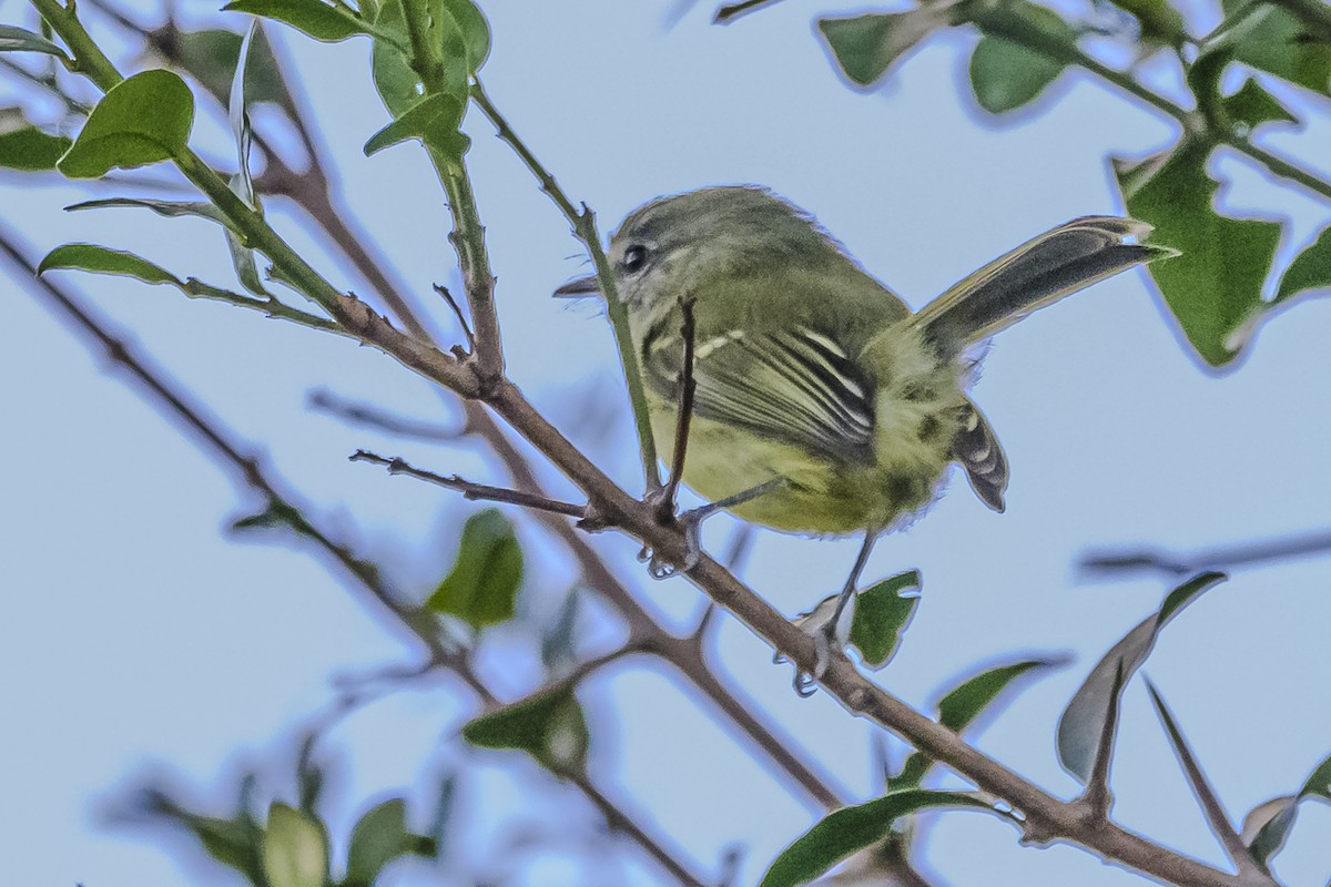 Mottle-cheeked Tyrannulet - Amed Hernández