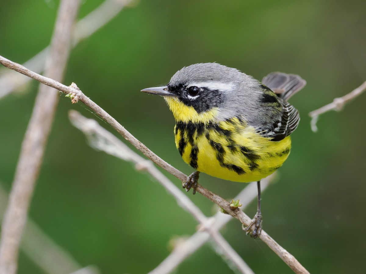 Magnolia Warbler - Nick Athanas