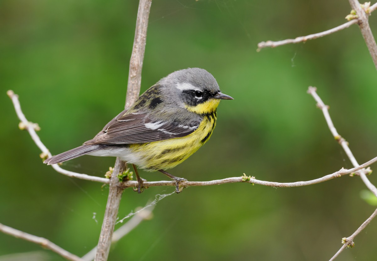 Magnolia Warbler - Nick Athanas