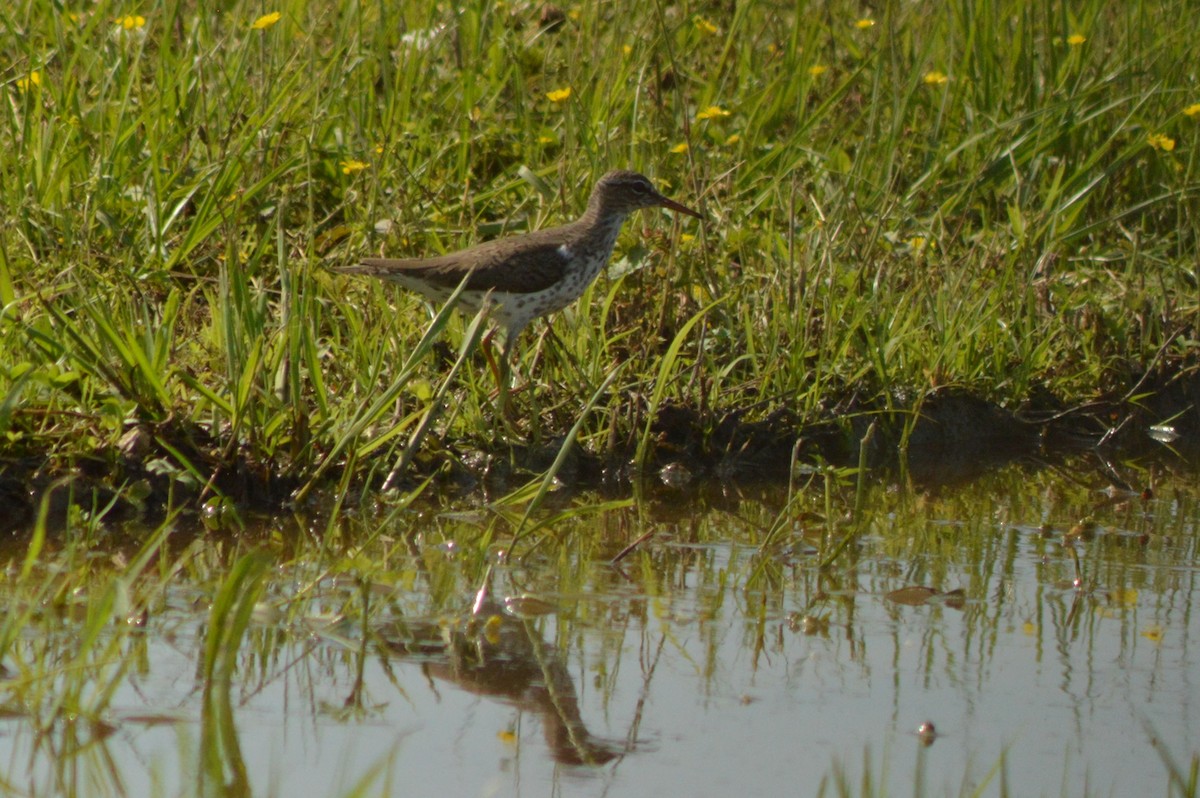 Spotted Sandpiper - Ryan Pudwell