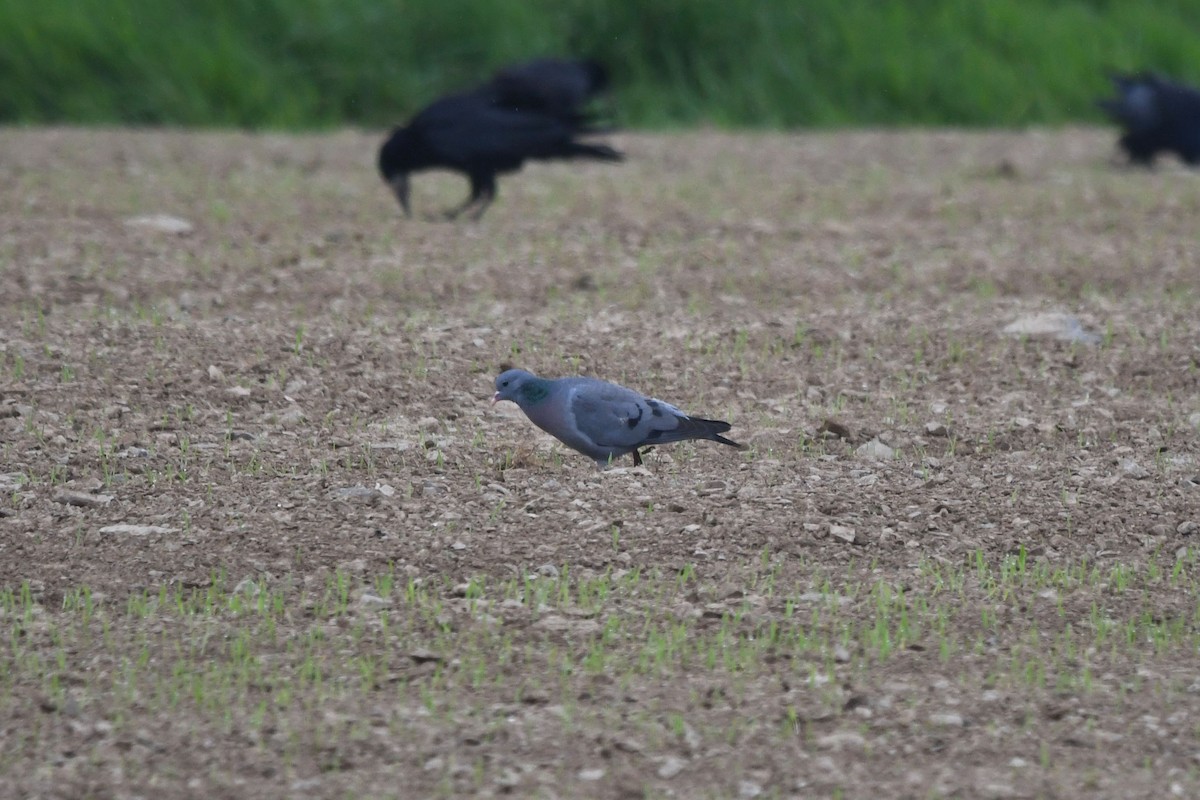 Stock Dove - David Kelly