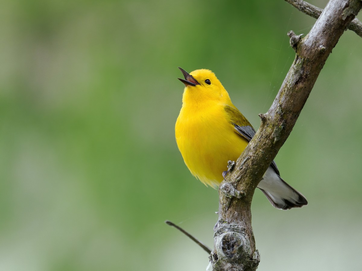 Prothonotary Warbler - Nick Athanas