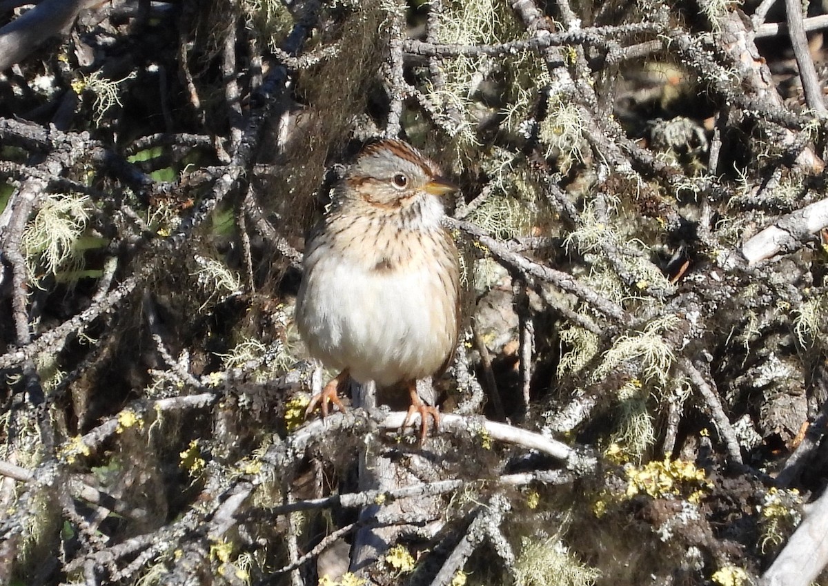 Lincoln's Sparrow - Helen Diakow