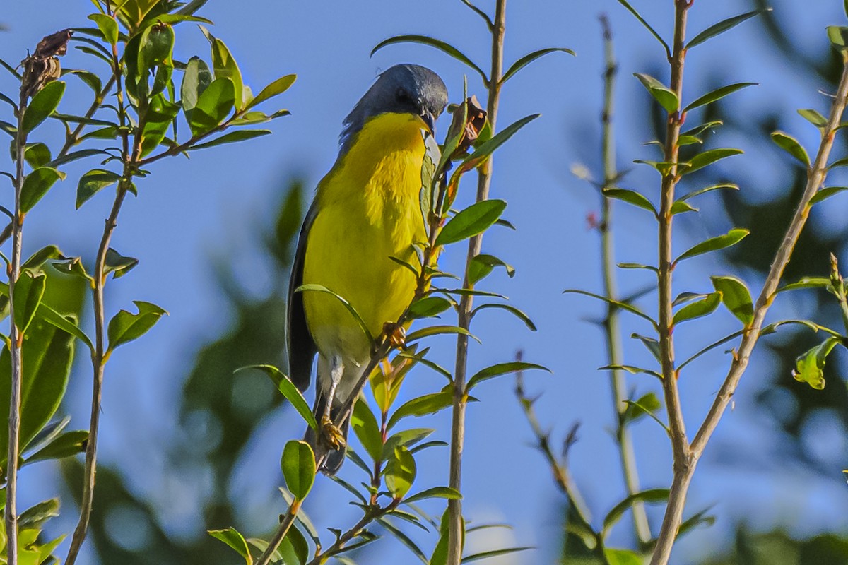 Tropical Parula - Amed Hernández