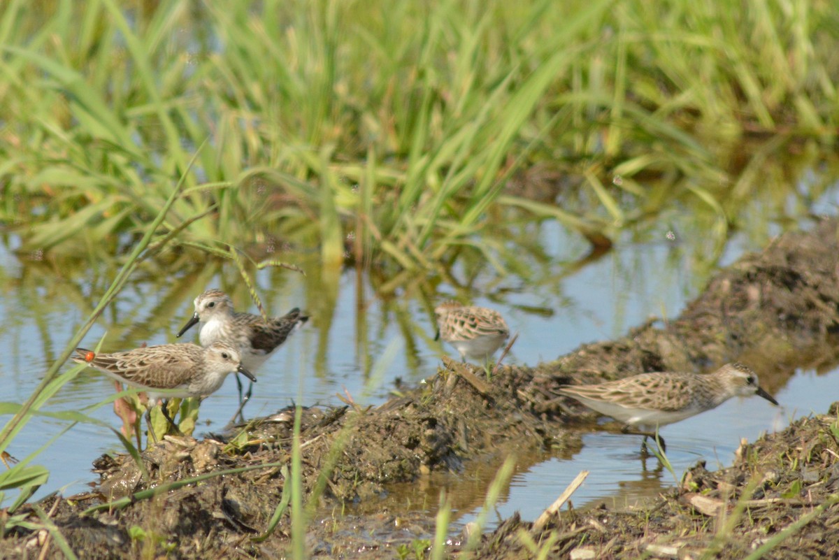 Semipalmated Sandpiper - Ryan Pudwell