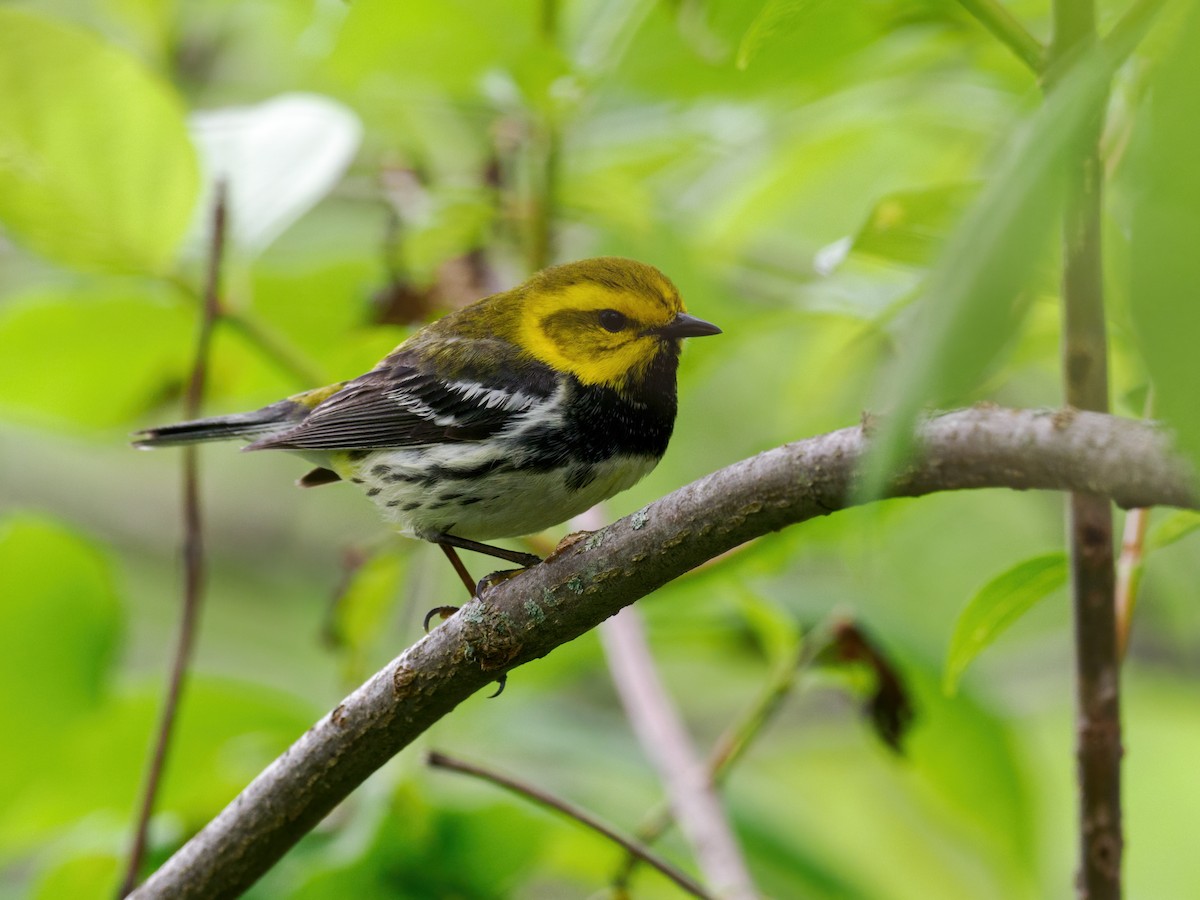 Black-throated Green Warbler - Nick Athanas