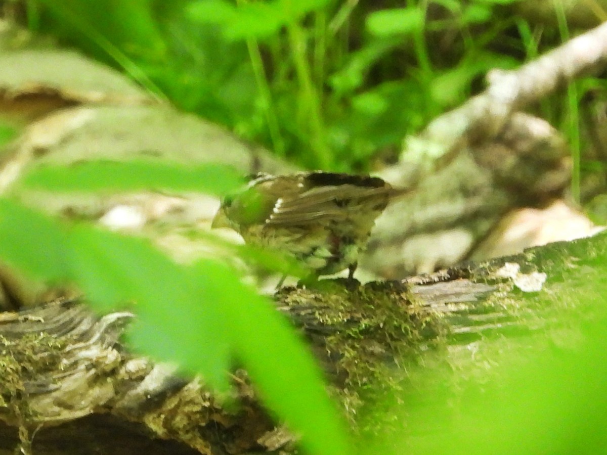 Rose-breasted Grosbeak - Bill Blauvelt